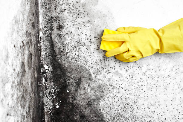 Best Black Mold Removal  in Paloma Creek South, TX