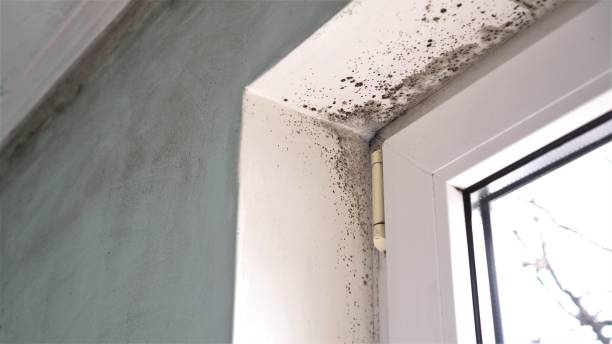 Mold Testing and Removal in Paloma Creek South, TX