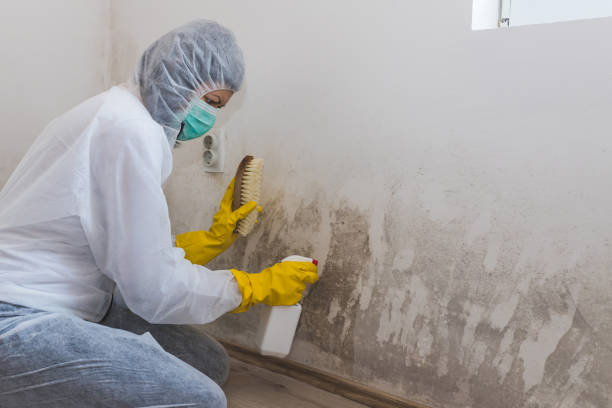 Best Fast Mold Removal  in Paloma Creek South, TX