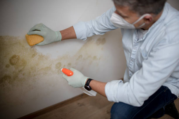 Best Mold Damage Repair  in Paloma Creek South, TX