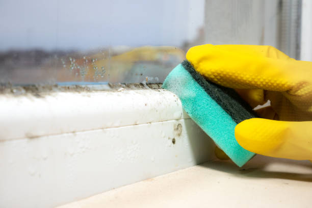 Best Commercial Mold Removal  in Paloma Creek South, TX