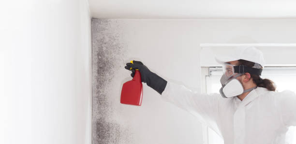 Best Toxic Mold Removal  in Paloma Creek South, TX