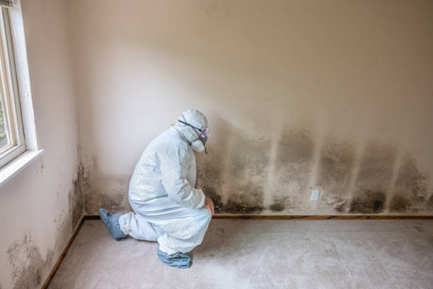 Crawl Space Mold Removal in Paloma Creek South, TX